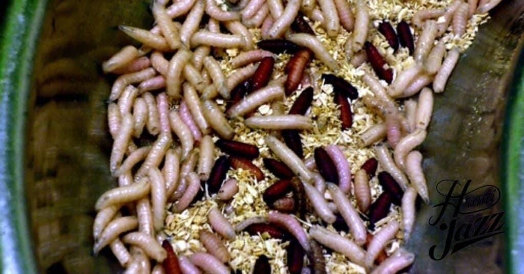 Understanding the Lifecycle of Maggots