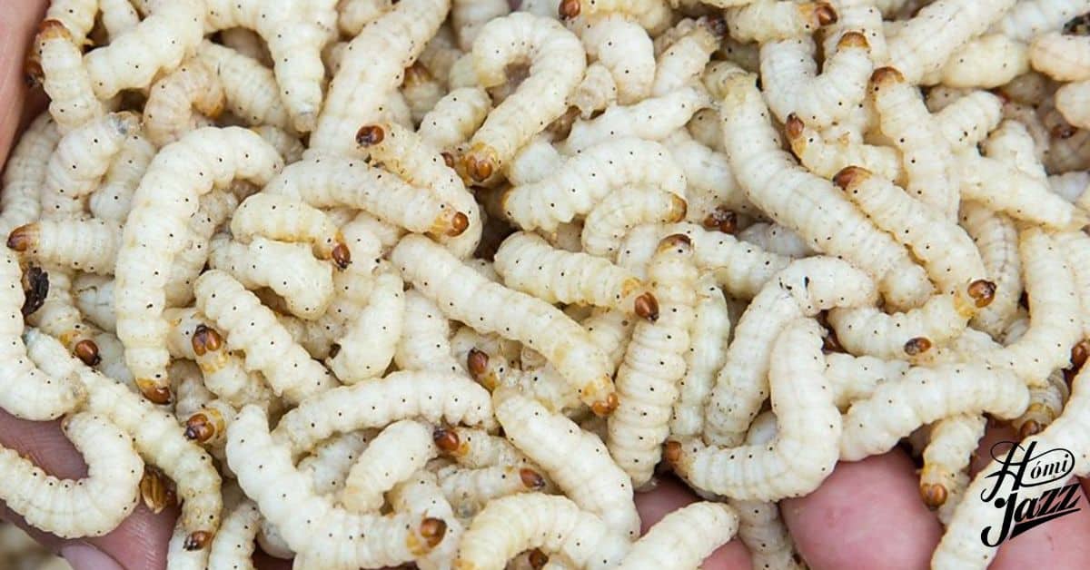 What Kills Maggots on Contact Effective Methods to Eliminate Maggots